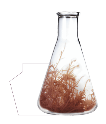 BIO-RESTORER®